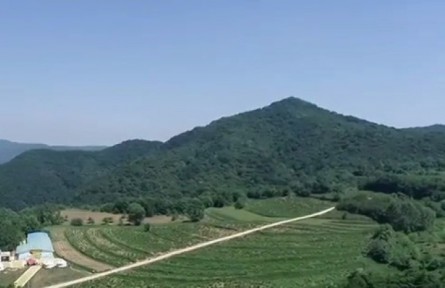 陜西銅川照金鎮(zhèn)：680畝金銀花喜獲豐收 產業(yè)提升助力鄉(xiāng)村振興