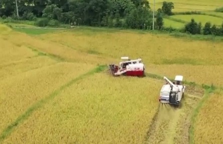 2021年上半年我國(guó)農(nóng)業(yè)農(nóng)村經(jīng)濟(jì)穩(wěn)中向好 鄉(xiāng)村產(chǎn)業(yè)穩(wěn)步發(fā)展