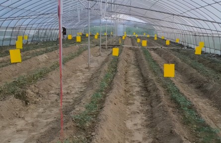 番茄病毒病不能忽視，夏季減產(chǎn)嚴(yán)重，農(nóng)戶要做好3點(diǎn)