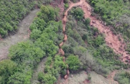 云南野象群：行程1300多公里回歸傳統(tǒng)棲息地