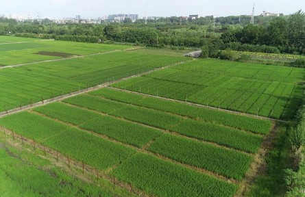 湖北咸寧：試驗田里稻香濃