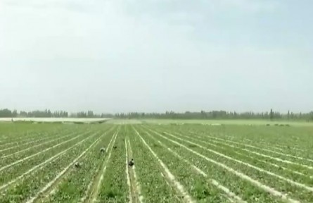 新疆巴楚：留香瓜香飄萬(wàn)里促增收