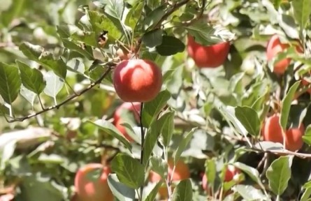 林果產(chǎn)業(yè)結(jié)碩果 援疆鋪就富民路