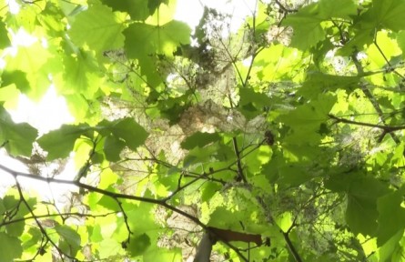 美國(guó)白蛾防治方法