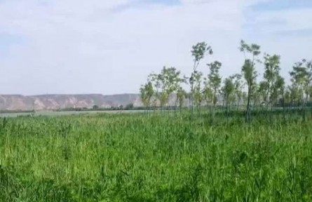 陜西渭南：恢復黃河濕地 候鳥變留鳥