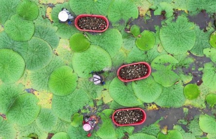 安徽明光：芡實(shí)熟 采摘忙