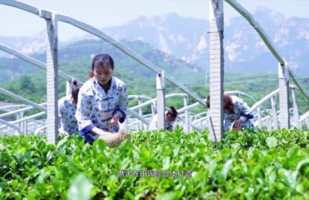 山東省泰安市岱岳區(qū)：實施鄉(xiāng)村振興戰(zhàn)略 耕耘希望熱土