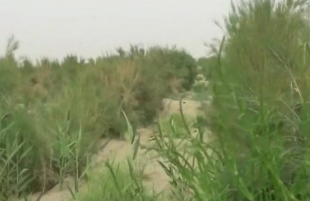 生態(tài)治理 新疆和田地區(qū)向黃沙要效益