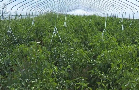 寧夏固原隆德縣：拱棚辣椒迎來產(chǎn)銷旺季