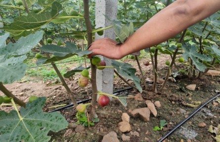 山東煙臺(tái)龍口市小欒家疃村：無花果開出“幸?；ā?></a></td>
<td align=