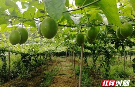 湖南新田：羅漢果飄香，鄉(xiāng)村振興產(chǎn)業(yè)旺