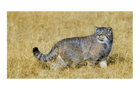 物種故事|三江源：高原野生動物的樂園