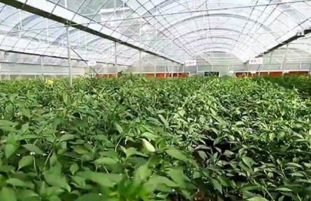 重慶：啟動食用農(nóng)產(chǎn)品“治違禁 控藥殘 促提升”三年行動