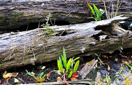 物種故事 | 倒木：植物界的“鯨落”