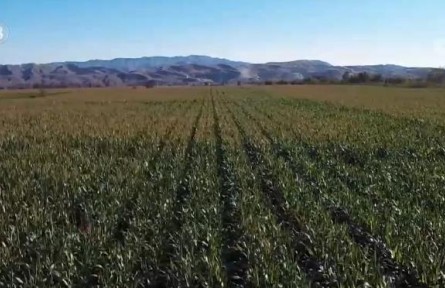 新疆600多萬畝青貯玉米喜獲豐收進入收割季