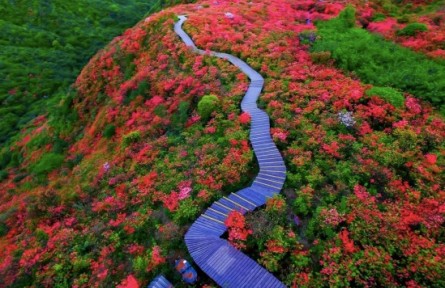 湖南省全面推行林長制 建立省市縣鄉(xiāng)村五級(jí)林長體系