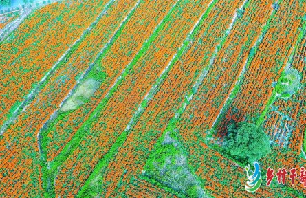 甘肅省崇信縣柏樹村300畝萬(wàn)壽菊喜變“金草藥”