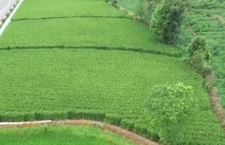 重慶：兩米高巨型稻預估畝產(chǎn)超800公斤