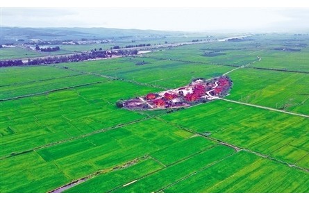 吉林問糧——踐行習(xí)近平經(jīng)濟思想調(diào)研記