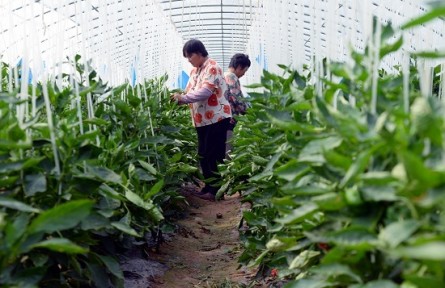 山東濟寧市嘉祥縣老僧堂鎮(zhèn)：黨建引領強產業(yè) 鄉(xiāng)村振興正當時