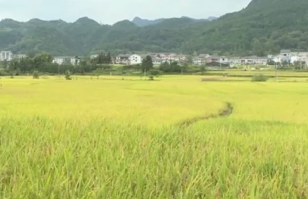 農(nóng)業(yè)農(nóng)村部：我國(guó)2021年秋糧豐收基本面仍然較好