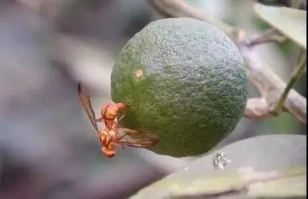 科普 | 蚊子會(huì)被核技術(shù)消滅嗎？