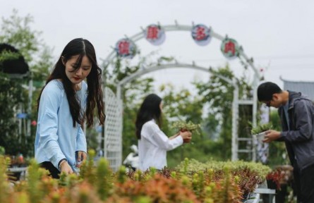 河南寶豐：發(fā)展“多肉產業(yè)” 助力鄉(xiāng)村振興