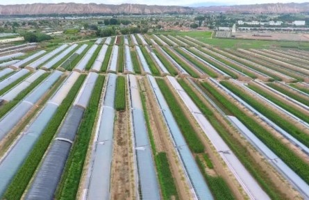 甘肅白銀：鞏固拓展脫貧攻堅(jiān)成果同鄉(xiāng)村振興有效銜接