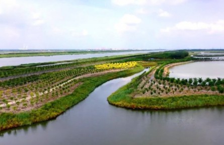 天津?qū)幒樱航ㄔO(shè)綠屏 打造永定新河林水生態(tài)區(qū)
