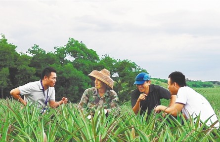 海南萬寧水坡村：“數字”鳳梨畝產6000斤 “大數據+專家”助力產業(yè)提質增效