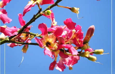 物種故事|美麗異木棉：秋來飛花若漫天云霞