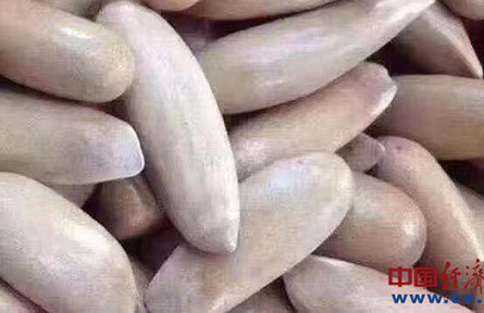 巴基斯坦松子成中國堅(jiān)果市場“奢侈品” 中企尋求直接對接