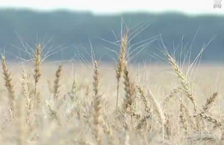 黑龍江：金色小麥種出新希望
