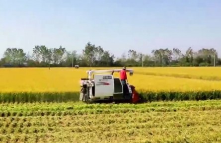 安徽：扛穩(wěn)糧食安全責任 提升農業(yè)競爭力