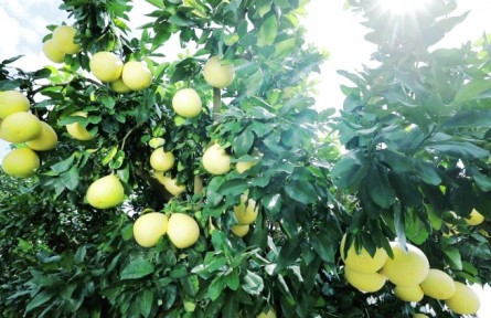 ?廣東梅州大埔蜜柚：“致富樹(shù)”結(jié)出“黃金果”