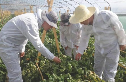 蘭州海關技術支撐助力外繁制種產業(yè)發(fā)展