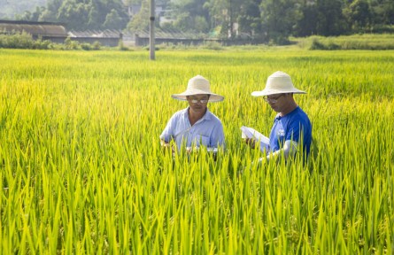 重慶巴南區(qū)：忠興水稻基地培育豐產(chǎn)優(yōu)質(zhì)稻
