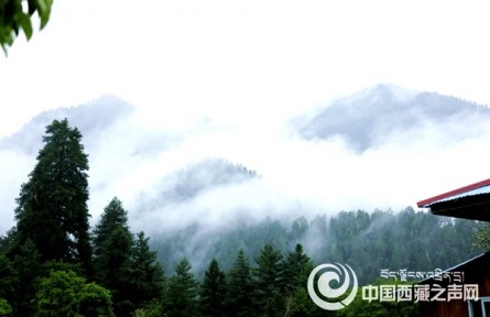 西藏林芝：巴卡村產業(yè)遍地開花