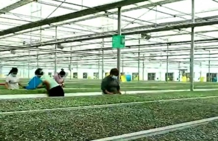 新疆：因地制宜找準(zhǔn)發(fā)展路子 全面推進(jìn)鄉(xiāng)村振興