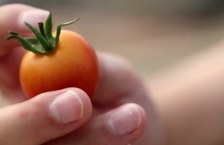 山東壽光：“80后”碩士返鄉(xiāng)創(chuàng)業(yè) 研發(fā)西紅柿新品種