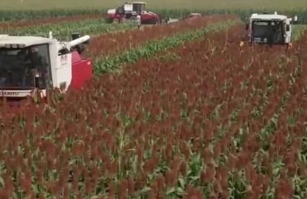 ?河北阜城：金秋到高粱紅 12萬畝高粱紅紅火火迎豐收