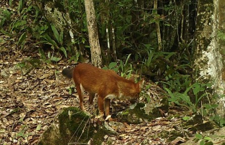 生物多樣性 | 云南南滾河國家級自然保護(hù)區(qū)首次拍攝到國家一級保護(hù)動物紅豺