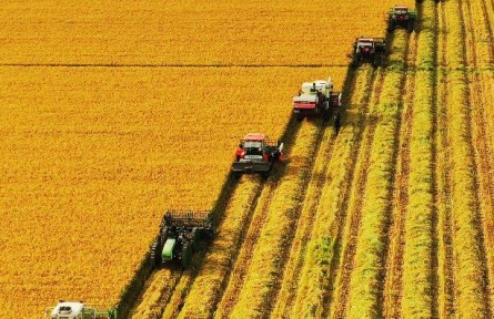 黑龍江北大荒洪河農(nóng)場(chǎng)：稻田里盡顯金秋“豐”景