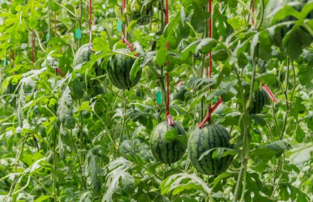 山東省濟(jì)寧市汶上縣次邱鎮(zhèn)：小西瓜“種”出大文章