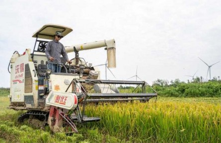 空氣中彌漫稻谷清香，“兩無化”大米又要上市了！