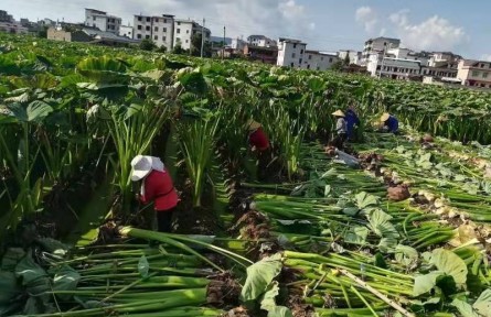 福建長(zhǎng)汀涂坊：做精特色農(nóng)業(yè) 打響綠色名片
