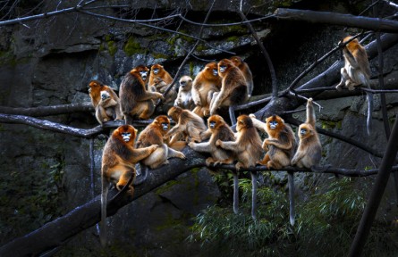 秦嶺金絲猴：被愛包圍