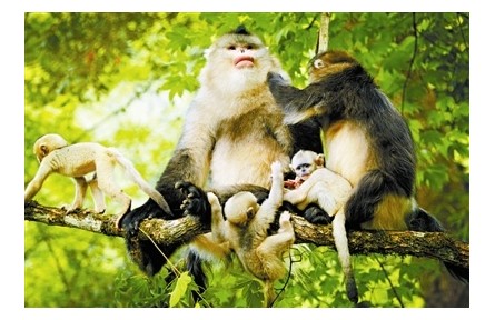 中國非人靈長類的現(xiàn)狀與保護(hù)