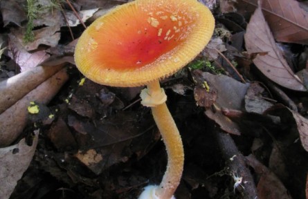 野生蘑菇：別碰！我有毒！