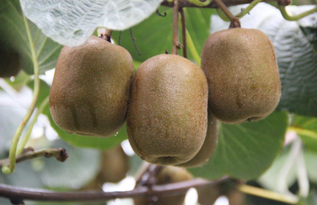 四川馬邊：特色產業(yè)助農增收